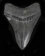Lower Megalodon Tooth - South Carolina #21963-1